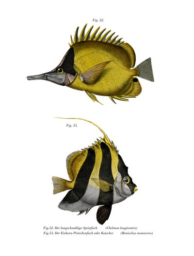 Yellow Longnose Butterflyfish by German School