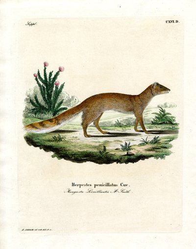 Yellow Mongoose by German School