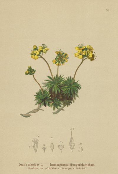 Yellow Whitlow-grass by German School