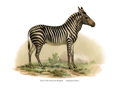 Zebra by German School