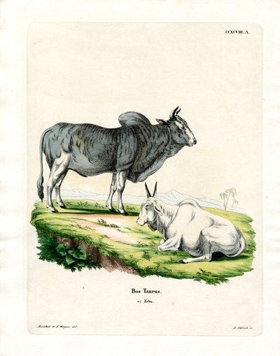 Zebu by German School