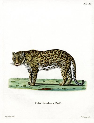 Leopard by German School