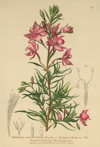 Rosemary-leaved Willowherb by German School