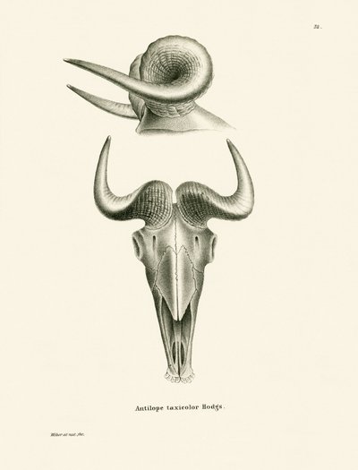 Takin Skull by German School