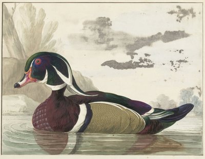 Carolina Duck by Gerrit van den Heuvel