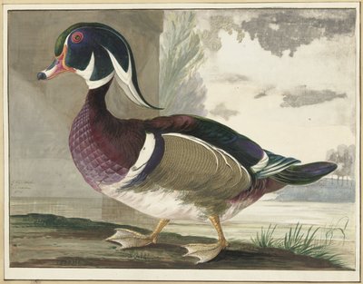 Carolina Duck by Gerrit van den Heuvel