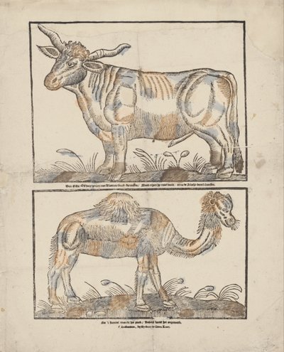 Ox and Camel by Gijsbert de Groot Keur