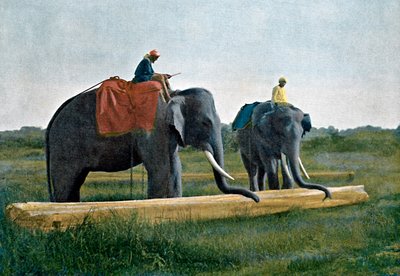 Elephants Moving a Log, Ceylon, c1890 by Gillot