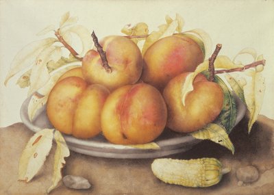 Plate of Peaches with a Pickle by Giovanna Garzoni