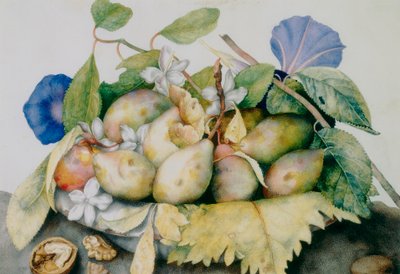 Plate of plums, jasmine and walnuts by Giovanna Garzoni