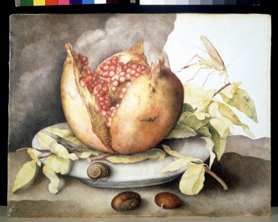 Unknown Image by Giovanna Garzoni