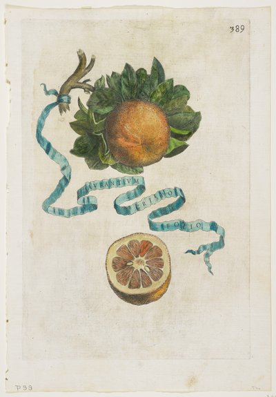 Aurantium Crispo Folio, from Hesperides, 1646 by Giovanni Battista Ferrari