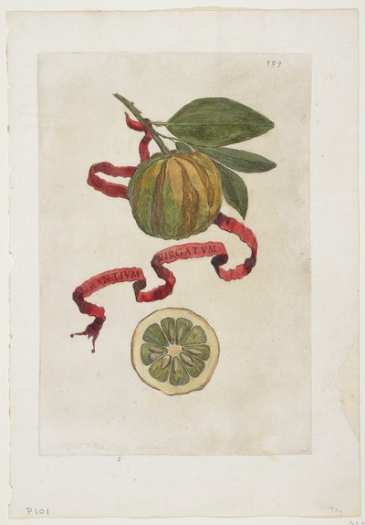 Aurantium Virgatum, from Hesperides, 1646 by Giovanni Battista Ferrari