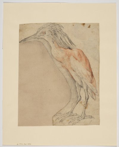 Heron (recto) by Giovanni da Udine (after)