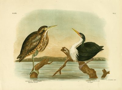 Australian Bittern by Gracius Broinowski