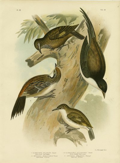 Black-Tailed Treecreeper, 1891 by Gracius Broinowski