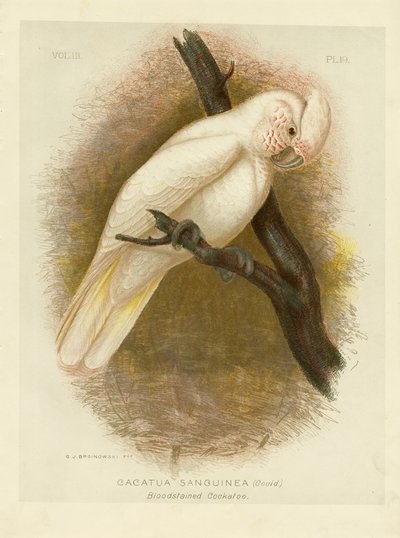 Blood-Stained Cockatoo, 1891 by Gracius Broinowski