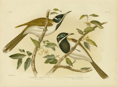 Blue-Faced Honeyeater, 1891 by Gracius Broinowski