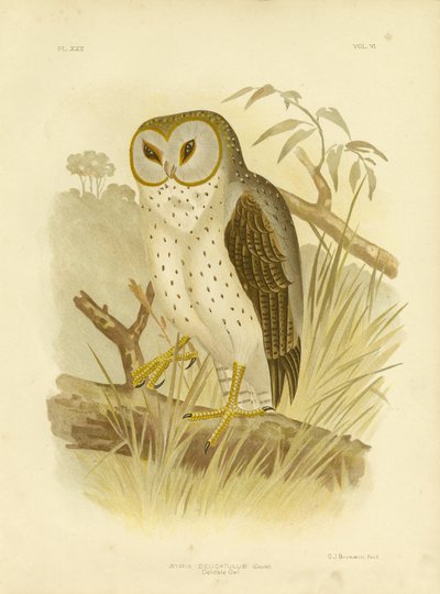 Delicate Owl by Gracius Broinowski