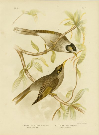 Garrulous Honeyeater Or Noisy Miner by Gracius Broinowski