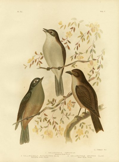 Harmonious Shrike-Thrush Or Grey Shrike-Thrush, 1891 by Gracius Broinowski