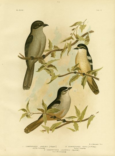 Jardines Campephaga Or Common Cicadabird, 1891 by Gracius Broinowski