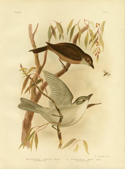 Little Shrike-Thrush by Gracius Broinowski