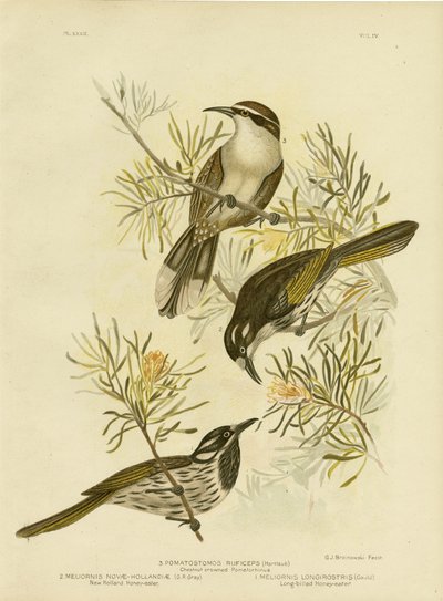 Long-Billed Honeyeater, 1891 by Gracius Broinowski