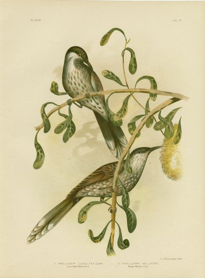 Lumulated Wattlebird or Little Wattlebird, 1891 by Gracius Broinowski