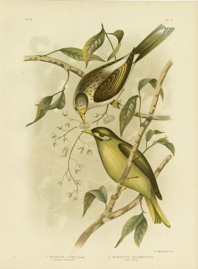 Luteous Honeyeater or Yellow-Throated Miner, 1891 by Gracius Broinowski