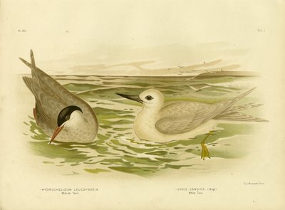 Marsh Tern by Gracius Broinowski
