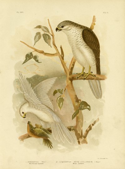New Holland Goshawk, 1891 by Gracius Broinowski