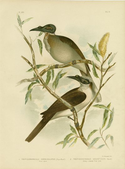 Noisy Friarbird, 1891 by Gracius Broinowski