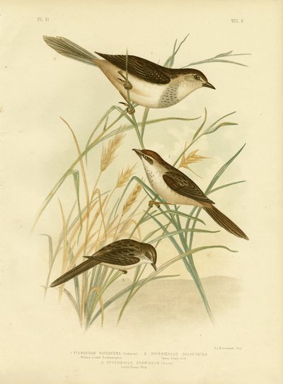 Rufous-Tinted Cincloramphus Or Rufous Songlark by Gracius Broinowski