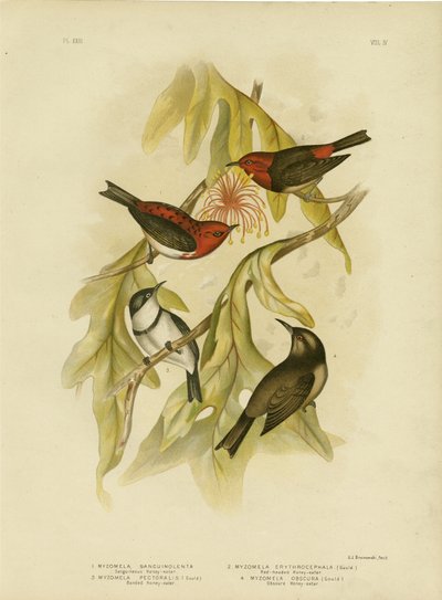 Sanguineous Honeyeater, 1891 by Gracius Broinowski