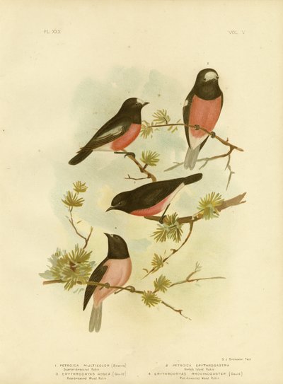 Scarlet-Breasted Robin or Pacific Robin, 1891 by Gracius Broinowski