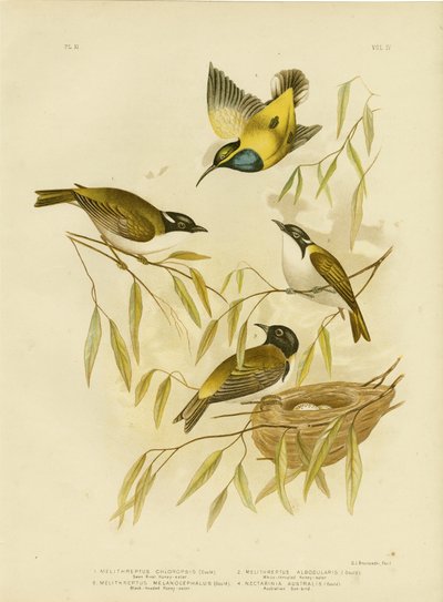 Swan River Honeyeater, 1891 by Gracius Broinowski