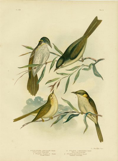 Uniform-Coloured Honeyeater Or White-Gaped Honeyeater, 1891 by Gracius Broinowski