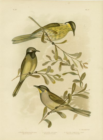 Varied Honeyeater, 1891 by Gracius Broinowski