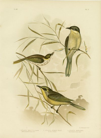 Wattle-Cheeked Honeyeater or Purple-Gaped Honeyeater, 1891 by Gracius Broinowski