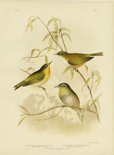 White-Breasted Zosterops or Norfolk White-Eye, 1891 by Gracius Broinowski