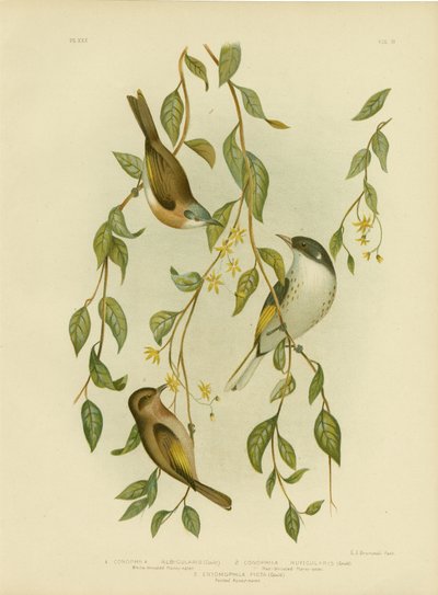 White-Throated Honeyeater, 1891 by Gracius Broinowski