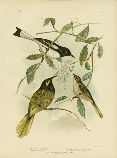 Yellow-Faced Honeyeater, 1891 by Gracius Broinowski