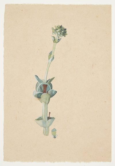 Study of a Flower by Gudrun Traustedt