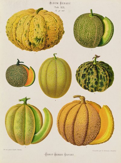 Melons: Tab. XIX, from the Album Benary by Guillaume Severeyns
