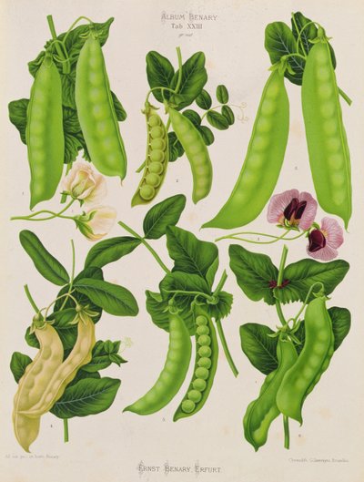 Peas: Tab. XXIII, from 
