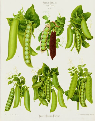 Peas: from the Album Benary, Tab. XXVII by Guillaume Severeyns