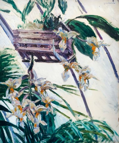Orchids by Gustave Caillebotte