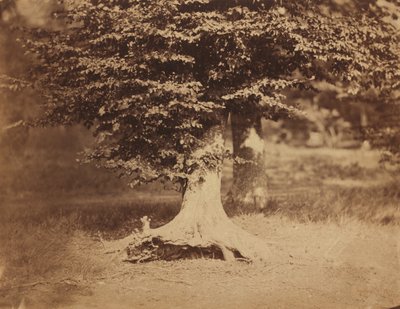 Beech Tree, Forest of Fontainebleau by Gustave Le Gray