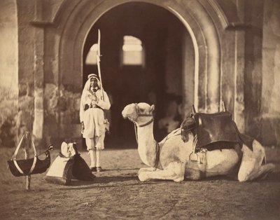 Camel Lying Down by Gustave Le Gray
